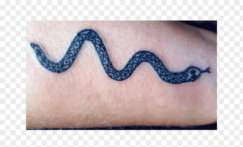 Snakes Process Of Tattooing Snake StudioLion Lion's Den Tattoo Studio PNG