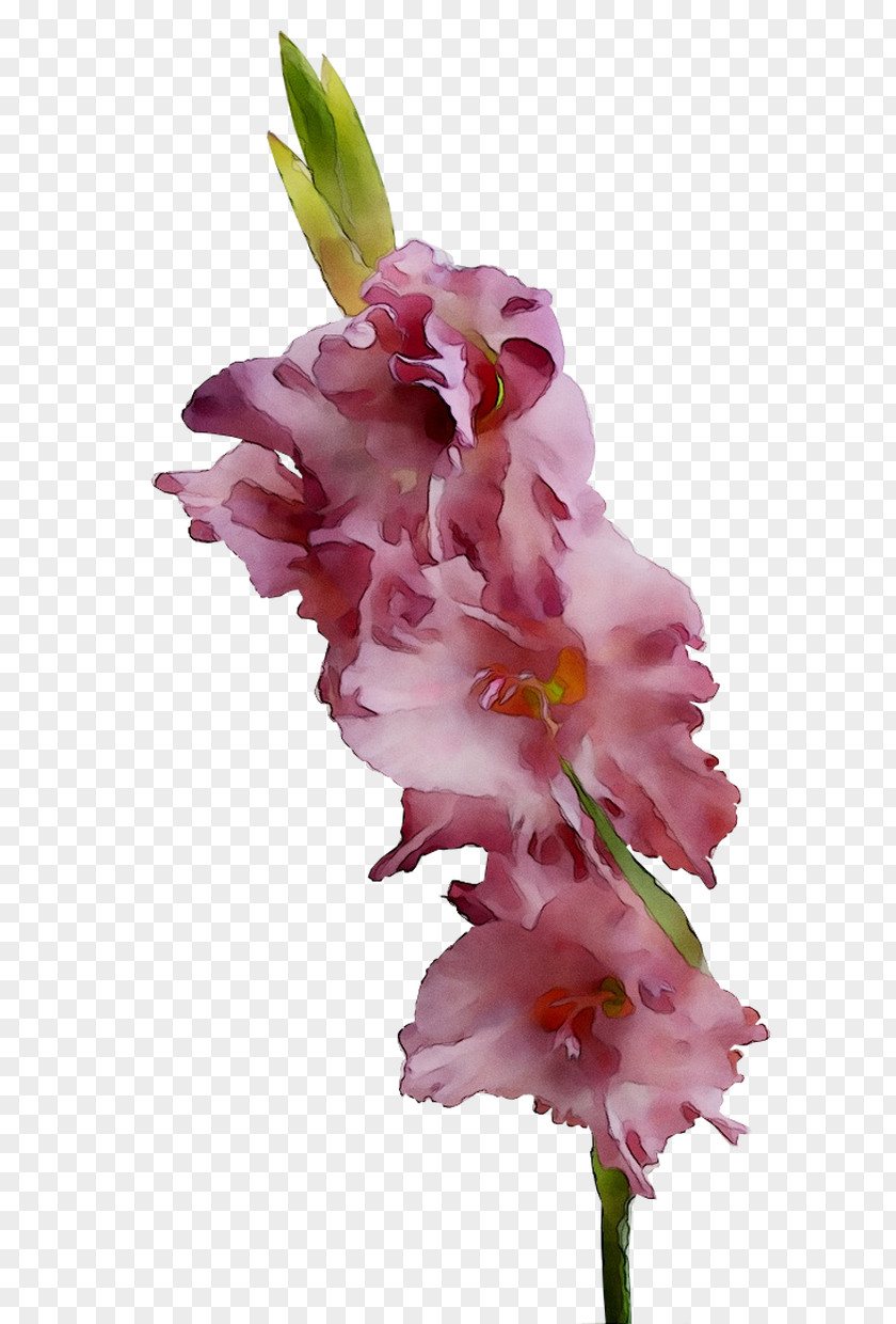 Gladiolus Cut Flowers Pink M RTV PNG
