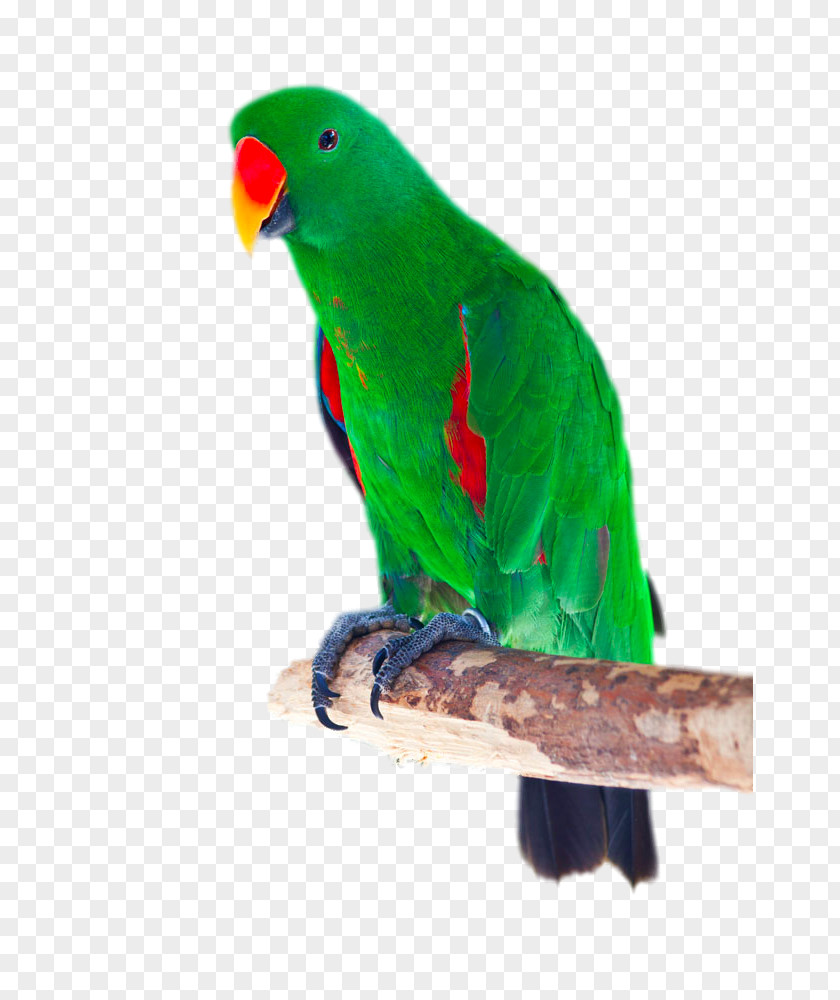 Green Red-billed Parrot Eclectus Bird Cockatoo Red-winged Stock Photography PNG