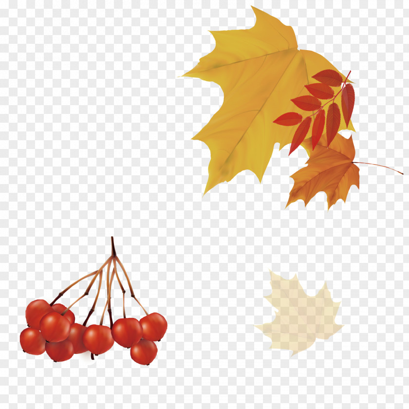 Hand Painted Autumn Leaves Leaf PNG