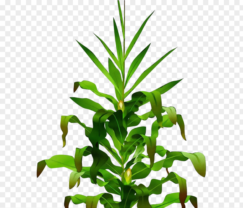 Herbaceous Plant Herb Flower Leaf Flowering Terrestrial PNG