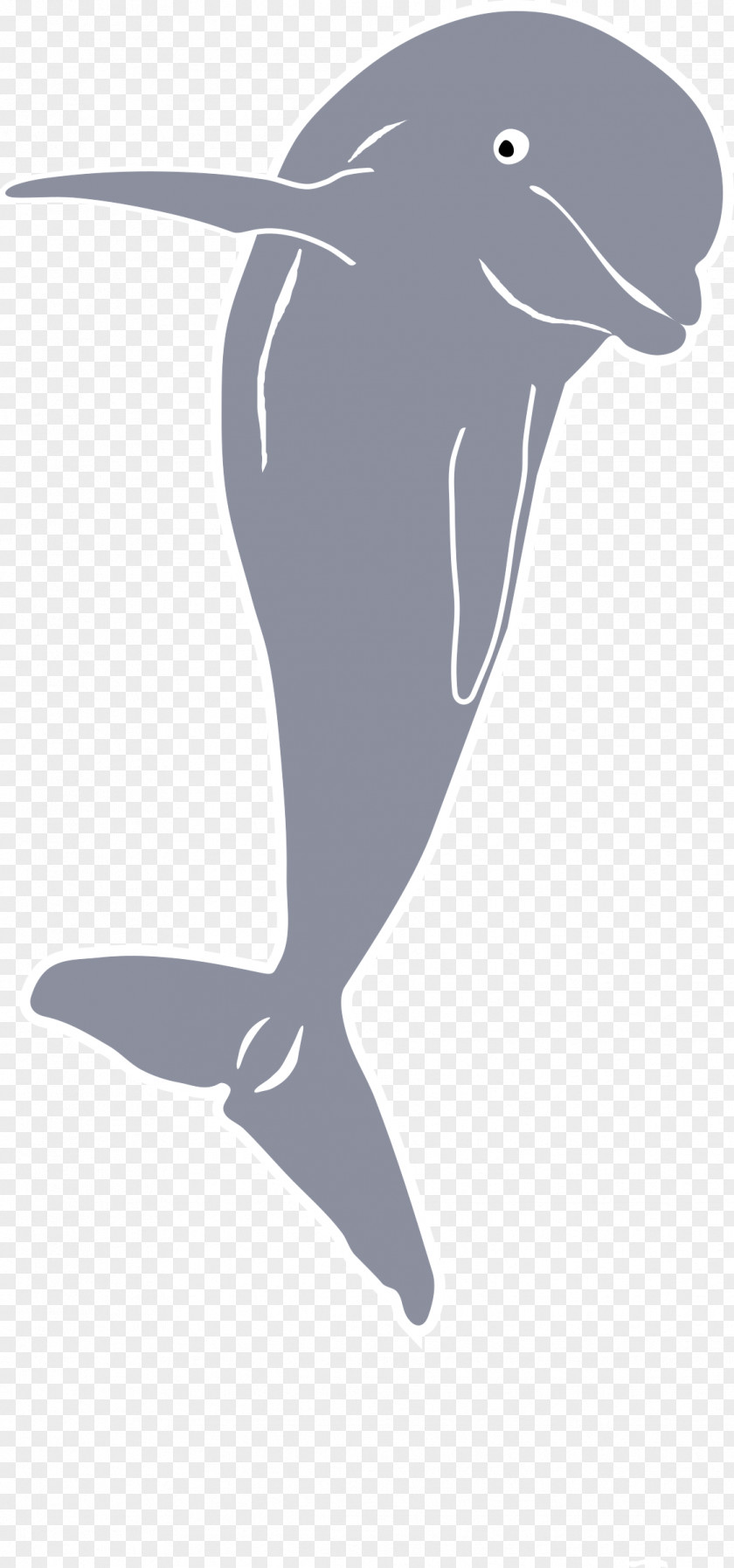 Jumping Dolphin Baby Whale Clip Art PNG