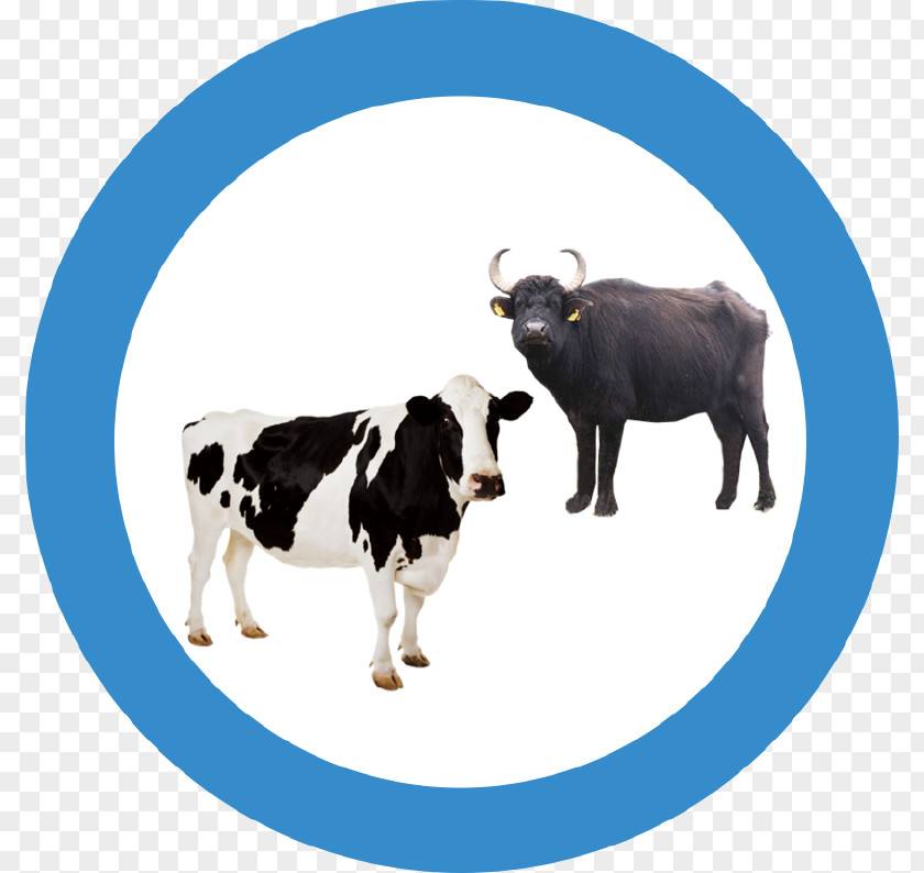Sheep Holstein Friesian Cattle Livestock Farm Ox PNG
