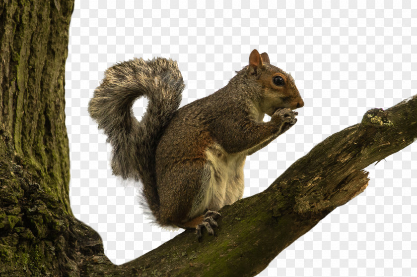 Squirrel Red Rodent PNG