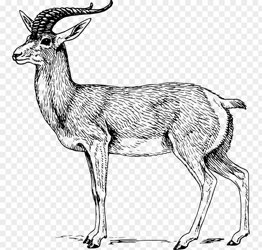 Antelope Pronghorn Gemsbok Goa Clip Art PNG