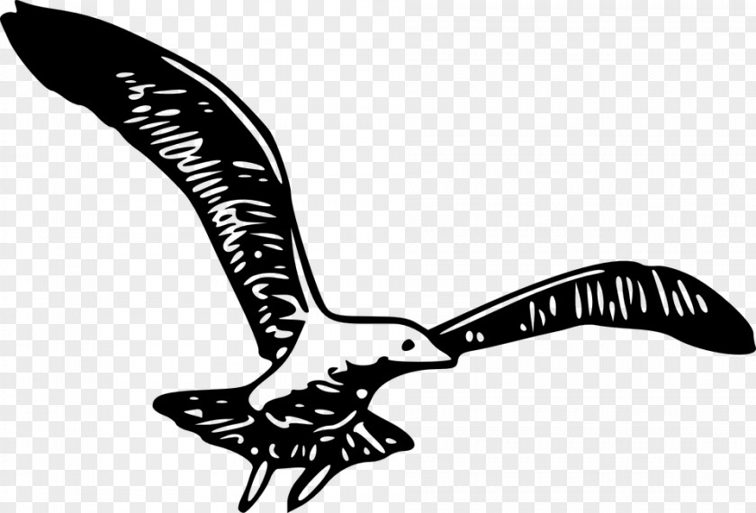 Bird Gulls Wing Clip Art PNG
