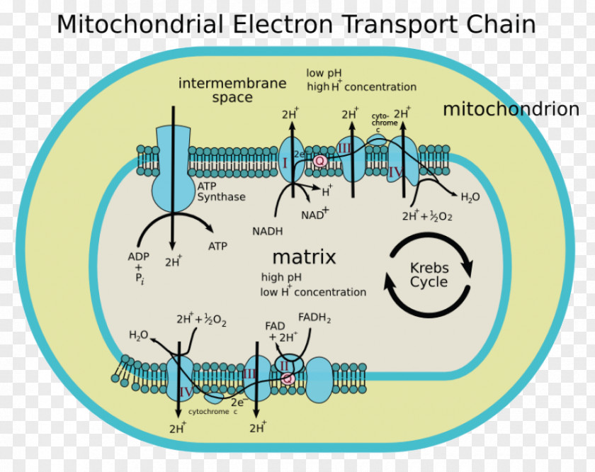 Electron Transport Chain Mitochondrion Cytochrome C Oxidase Oxidative Phosphorylation PNG