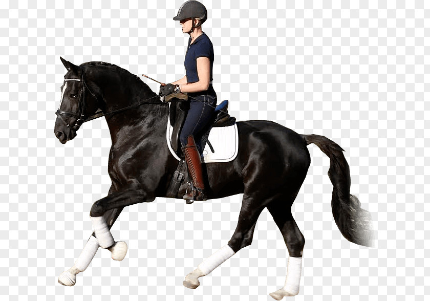 Horse Riding Equestrian Stallion Dressage Western PNG