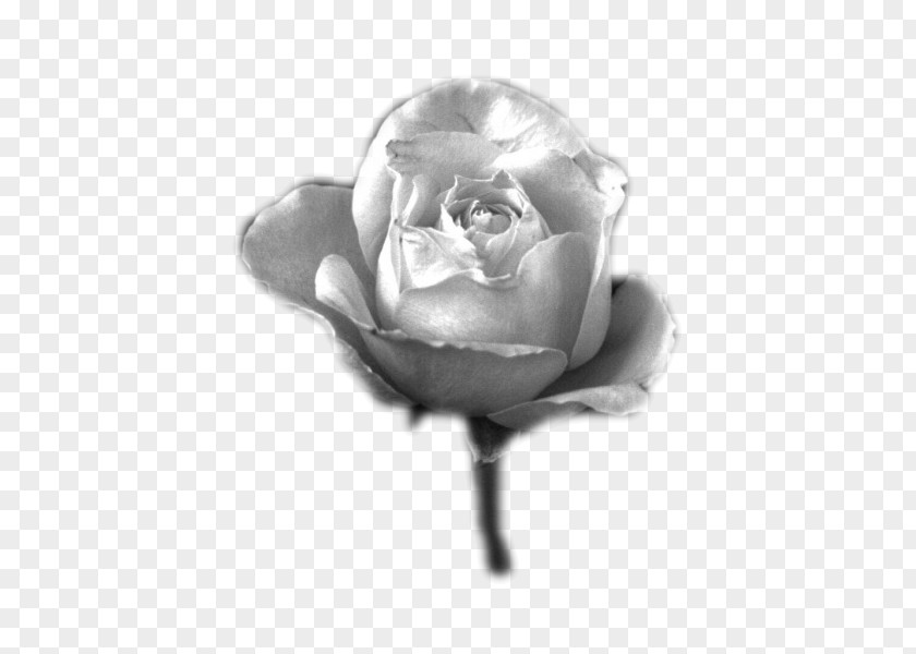 Inventions Black And White Garden Roses Blog Photography Grayscale PNG