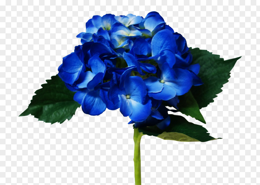 BLUE Hydrangea Cut Flowers Petal Annual Plant Herbaceous PNG