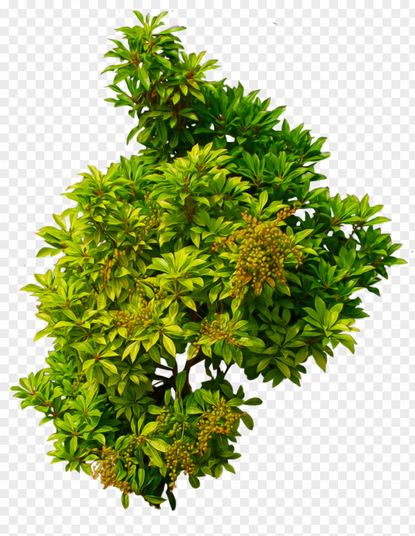 Bushes Shrub Plant Clip Art PNG