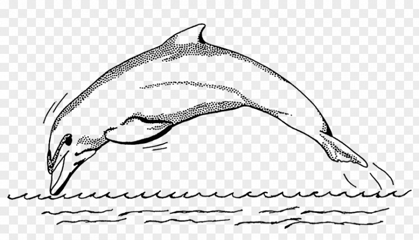 Halftone Spinner Dolphin Bottlenose Drawing Clip Art PNG