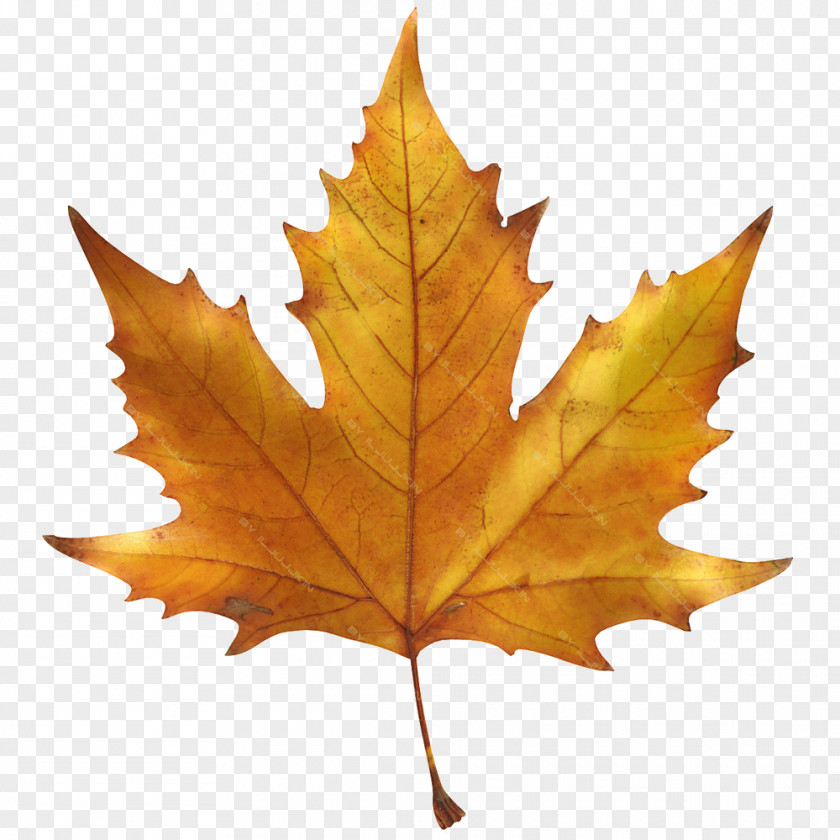Leaf Drawing Maple Image Sugar Autumn Color PNG