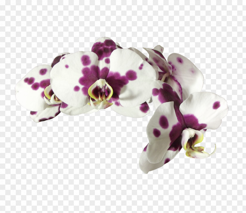 Orchid Moth Orchids Flower Plant PNG