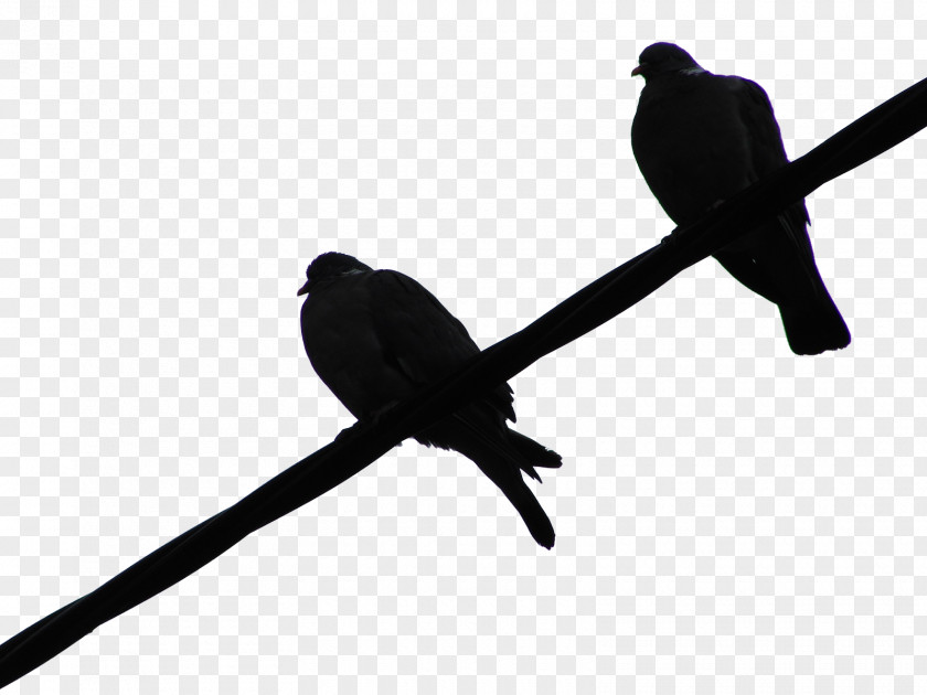Overlapping Bird PhotoScape GIMP Slide Show PNG