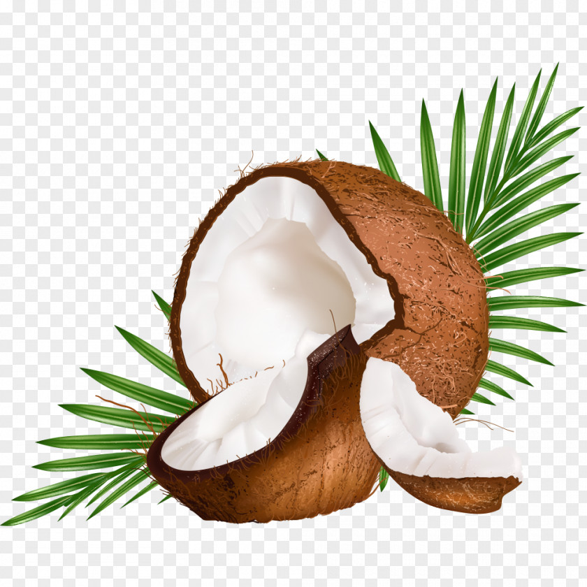 Vector Coconut Milk Water Euclidean PNG
