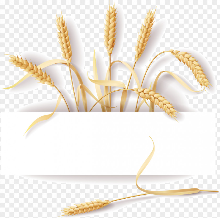 Creative Food Notes Common Wheat Cereal Ear Rye PNG