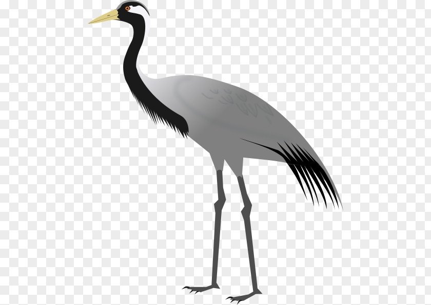 Japanese Crane Demoiselle Khichan Bird Sandhill PNG