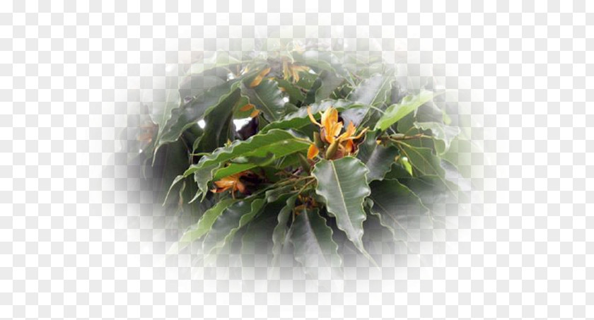 Ylang Leaf PNG