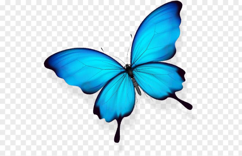 Butterfly Gratis PNG