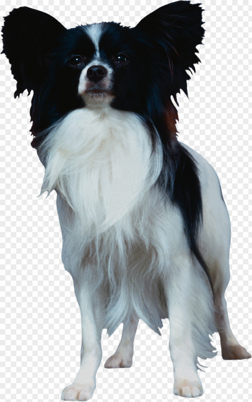 Guide Dog Papillon Phalène Breed Companion PNG