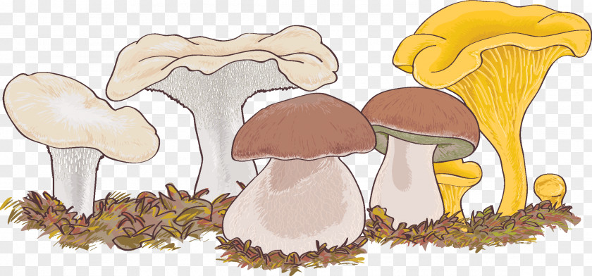 Wild Mushrooms Lingzhi Mushroom Disease Pharmaceutical Drug Clip Art PNG