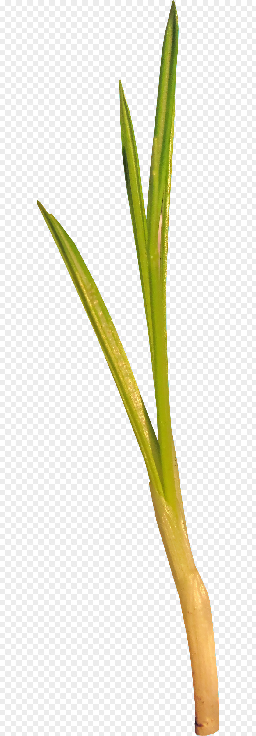 Ah Green Grass Shoot Herbaceous Plant PNG