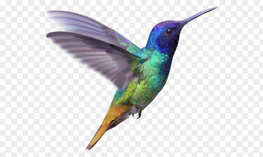 Bird Hummingbird Lucifer Sheartail PNG