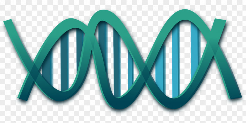 DNA Nucleic Acid Double Helix Genetics Clip Art PNG