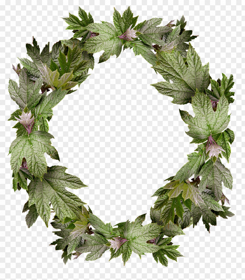 Flower Wreath Picture Frames Image Floral Design PNG