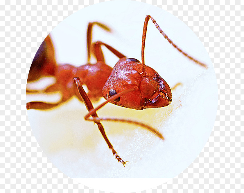 For The Workplace Teamwork Quotes Ants Red Imported Fire Ant Hymenopterans Pest Carpenter PNG