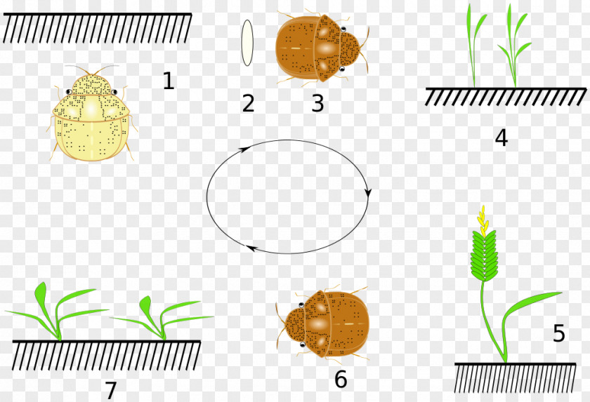 Plant Body Jewellery Clip Art PNG