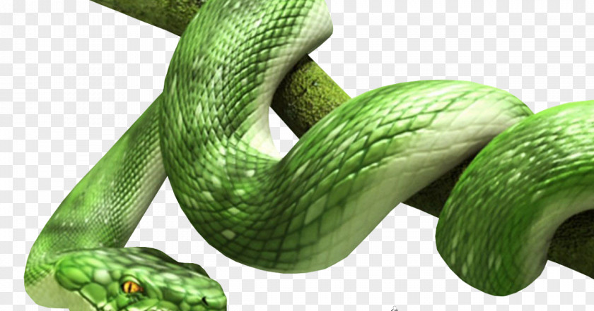 Snake Vipers Clip Art PNG