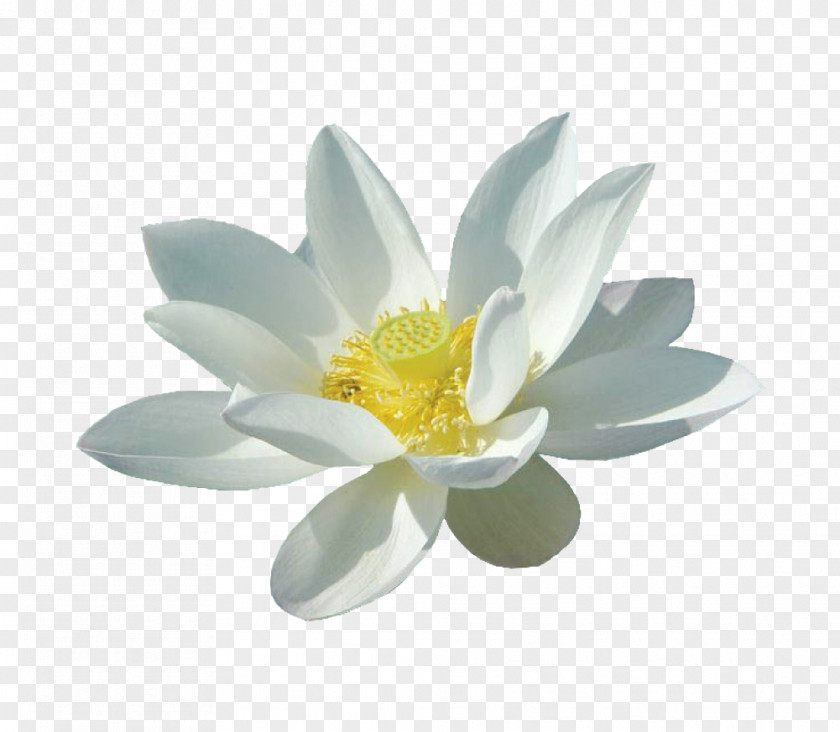 Three-dimensional Blooming White Lotus Nelumbo Nucifera Flower PNG