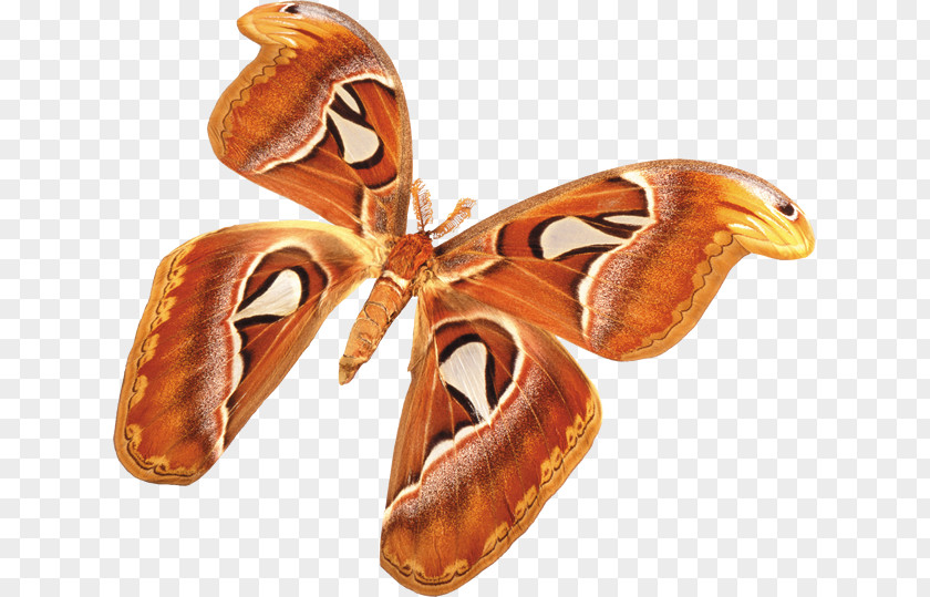 Butterfly Moth Transparency And Translucency Art PNG