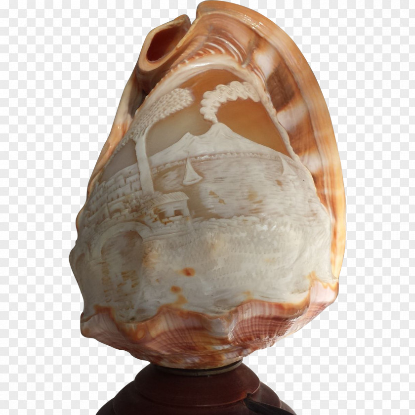 Conch Shankha Seashell PNG