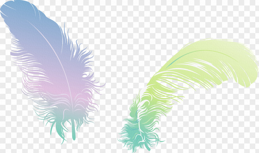 Feather Wing Clip Art PNG
