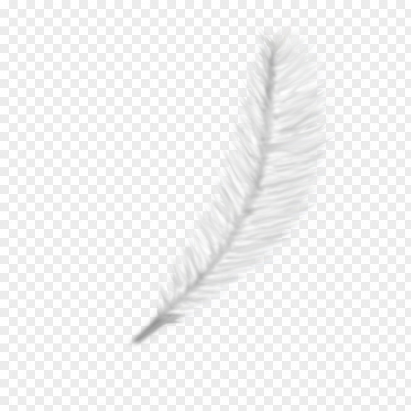 Drawing Feather PhotoScape GIMP PNG