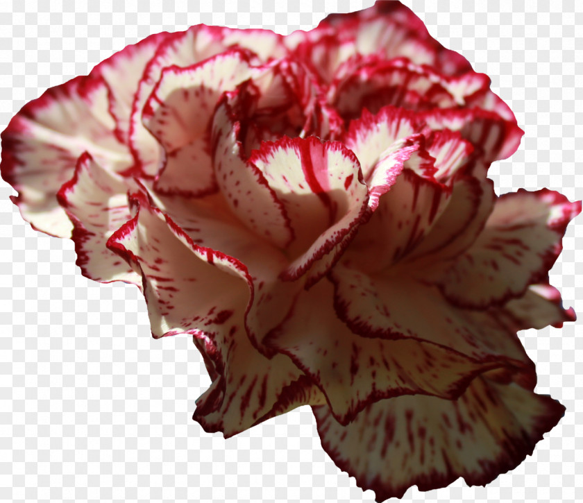 Flower Petals Carnation Download Clip Art PNG