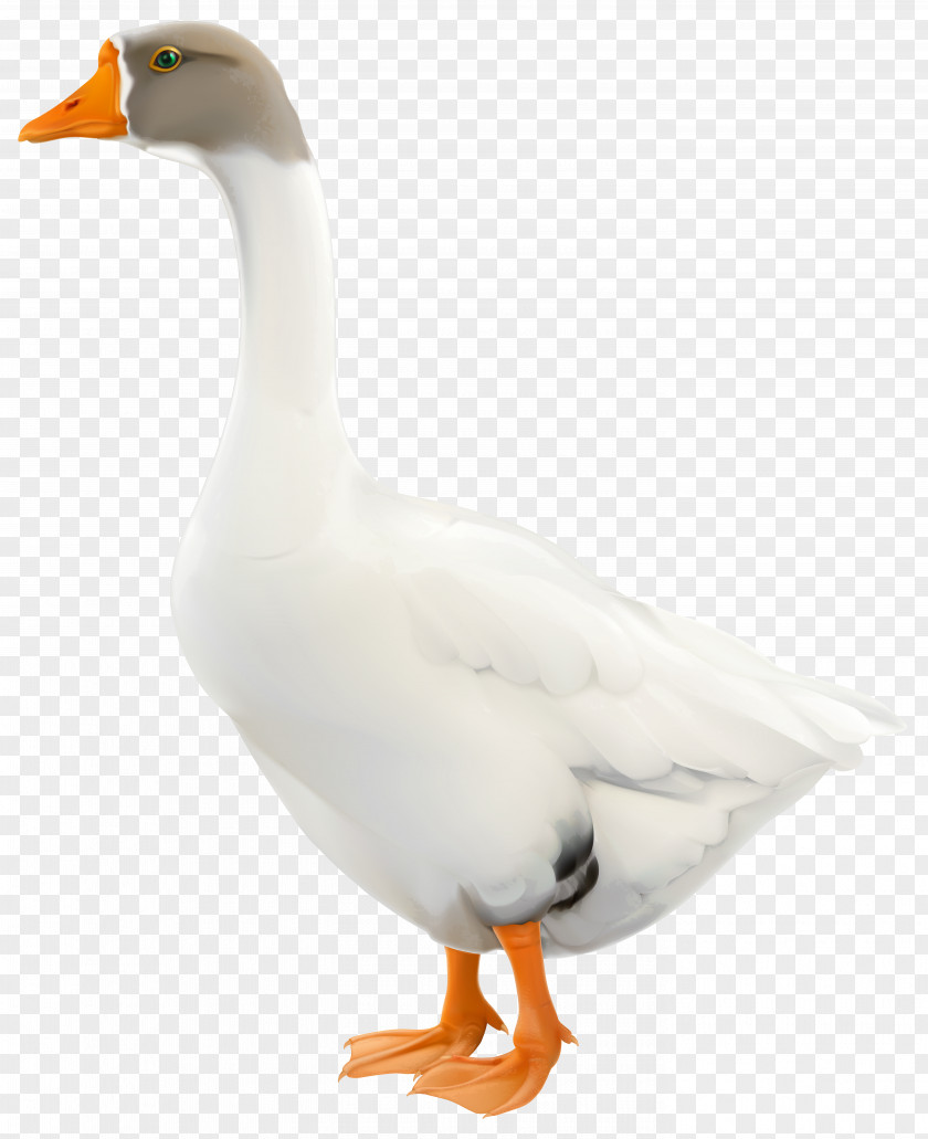 Goose Duck Animal PNG