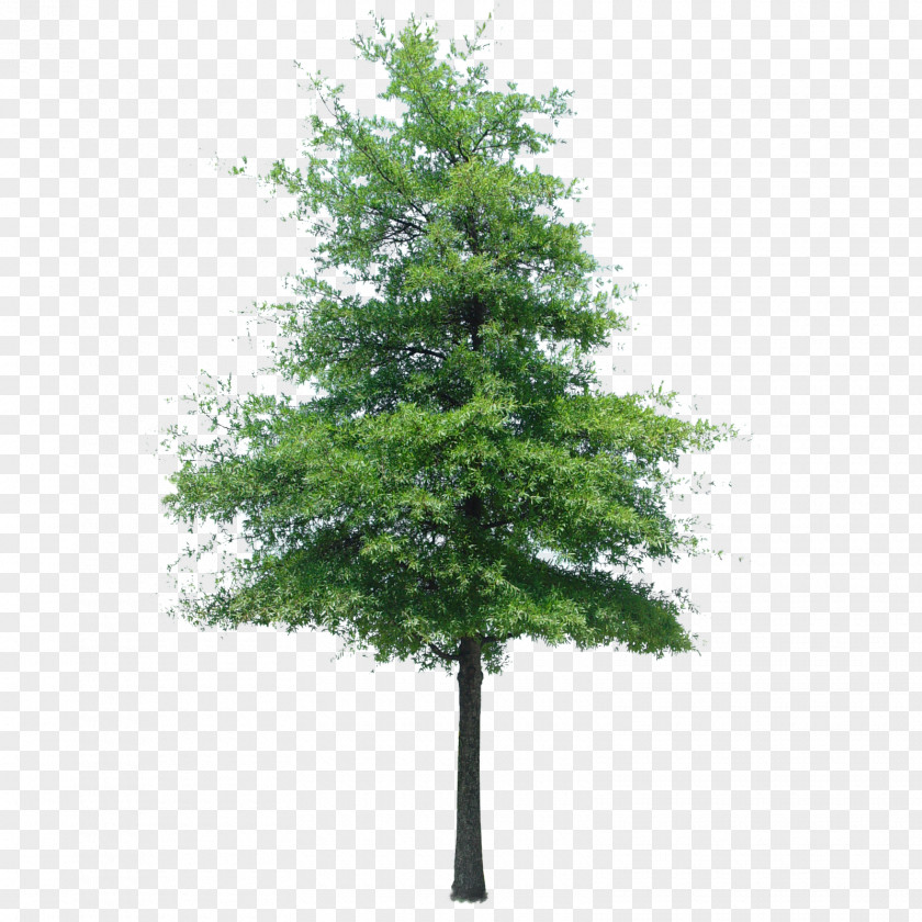 Pine Populus Nigra Tree Oak Quercus Ilex Landscape PNG