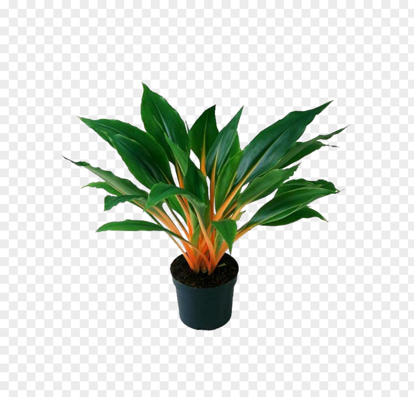 Plant Chlorophytum Comosum Houseplant Orchidastrum Stem PNG