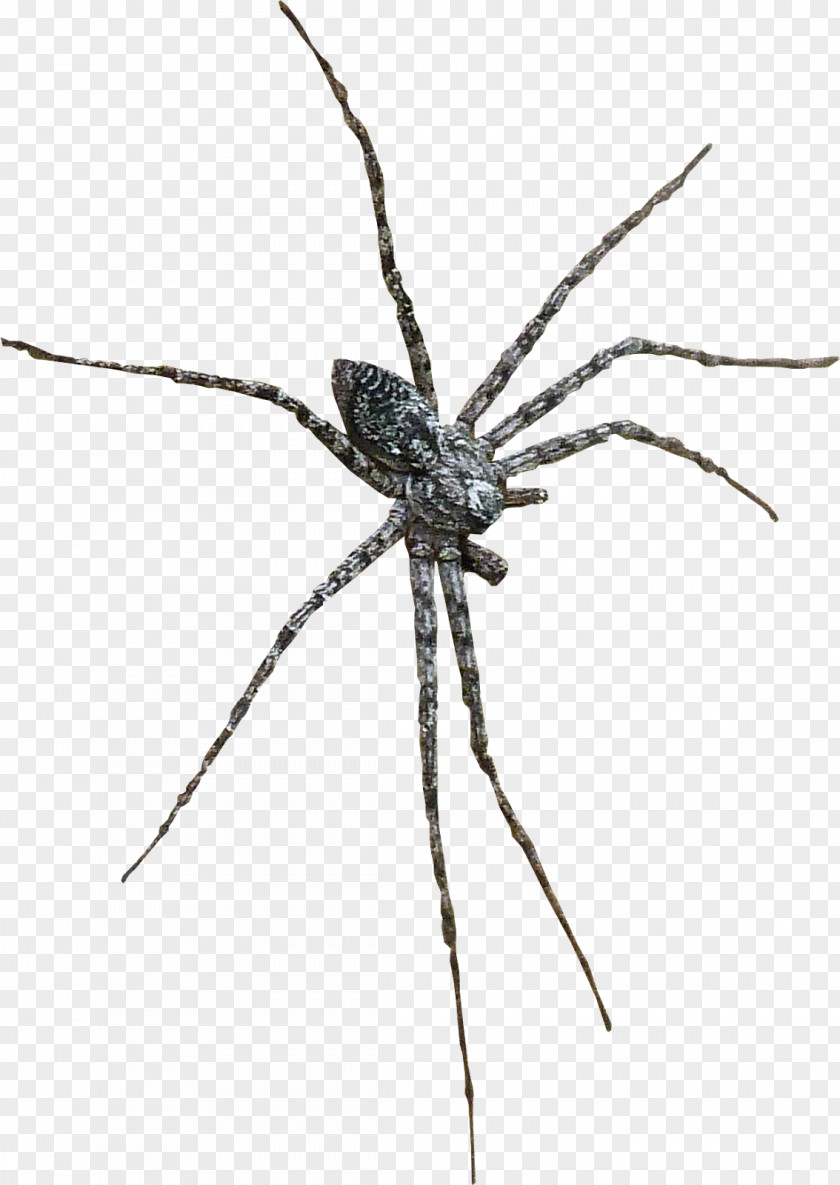 Spider Barn Widow Spiders Wolf Insect PNG