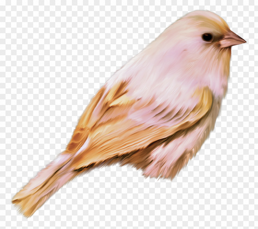 Bird Desktop Wallpaper Clip Art PNG