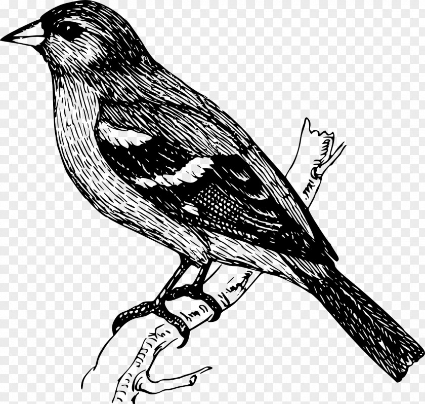 Bird Finches Drawing Cuckoos PNG