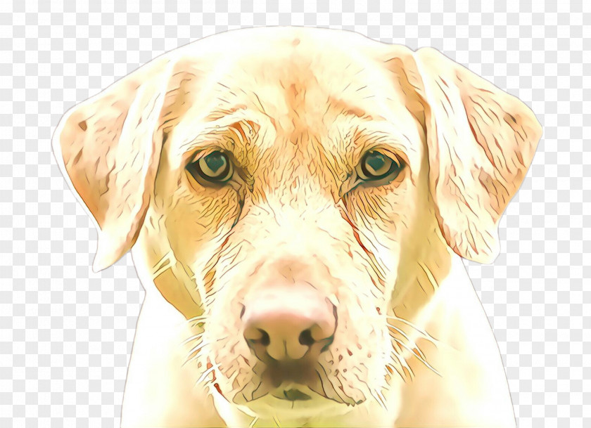 Dog Nose Labrador Retriever Snout PNG