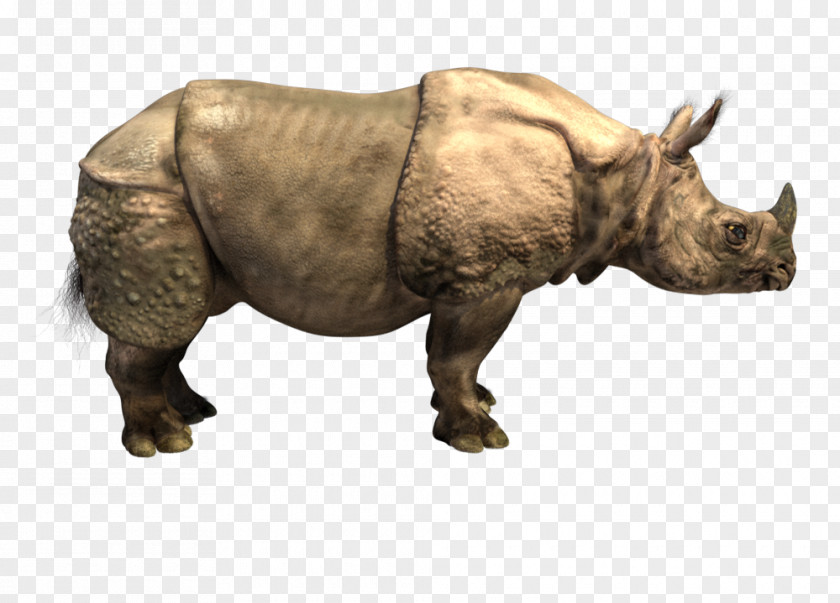 Horn Elasmotherium Indian Rhinoceros Woolly Sumatran PNG