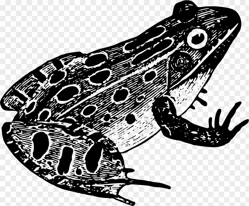 Leopard Frog Black And White Drawing Amphibian PNG