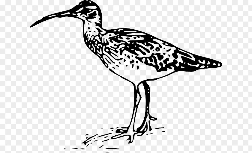 Bird Bristle-thighed Curlew Drawing Line Art PNG