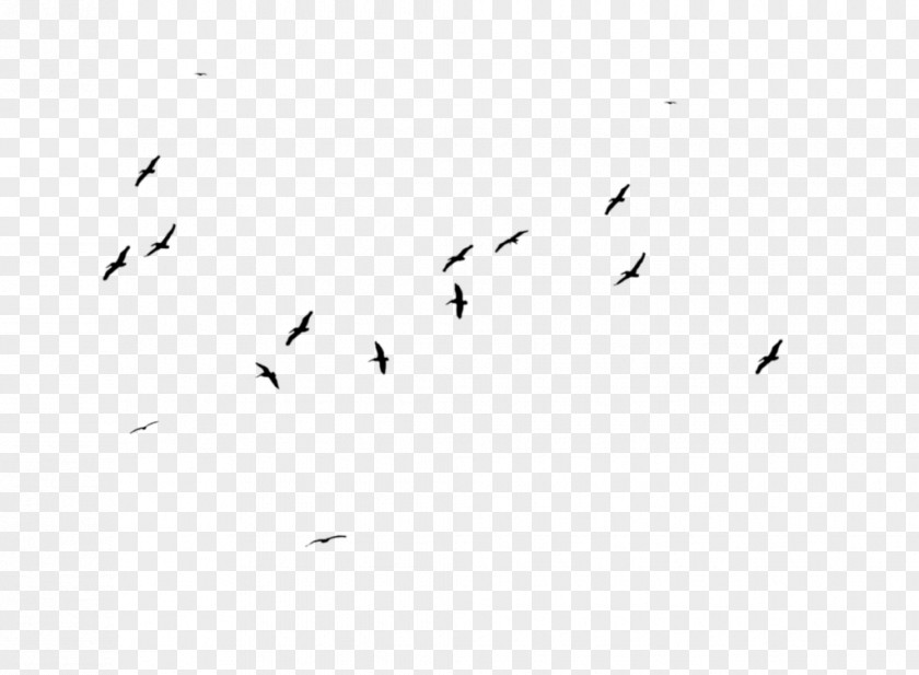 Bird Flock Migration White Font PNG